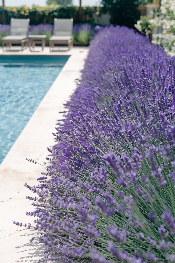 Piscina con bordes de lavanda